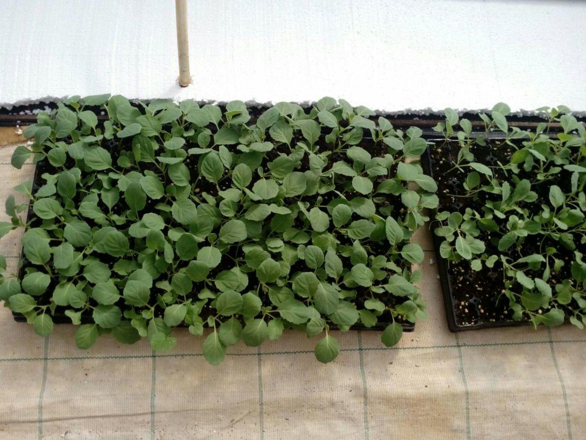 Сроки посадки капусты на рассаду