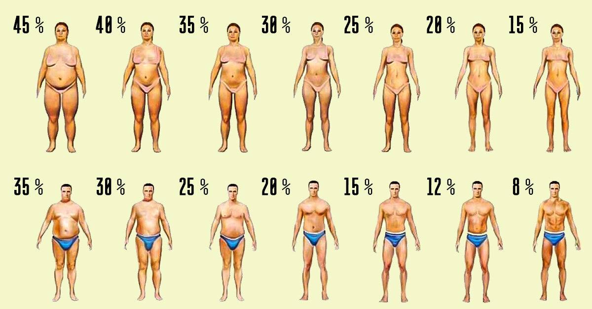 Процент жира в теле